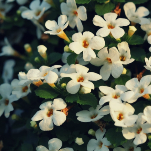Brahmi
